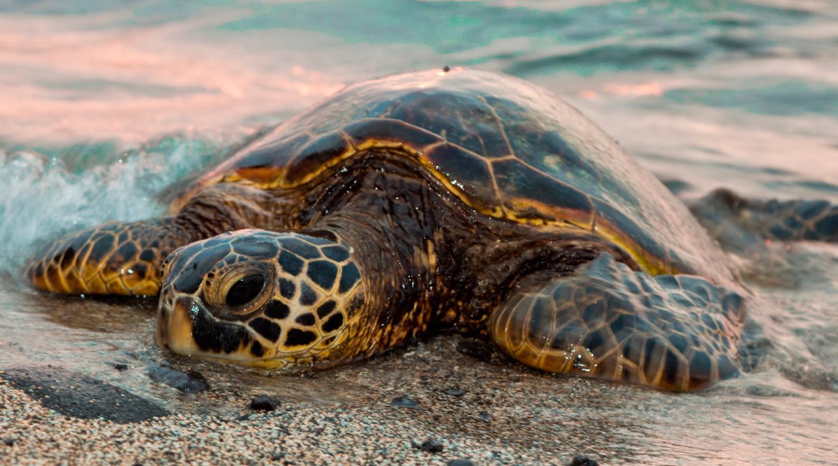 Foto de una tortuga marina
